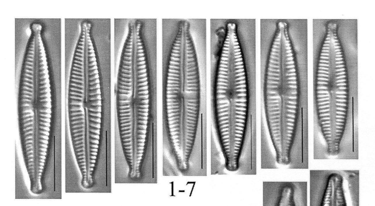 Encyo Aequaliformis Origimag001 Cropped