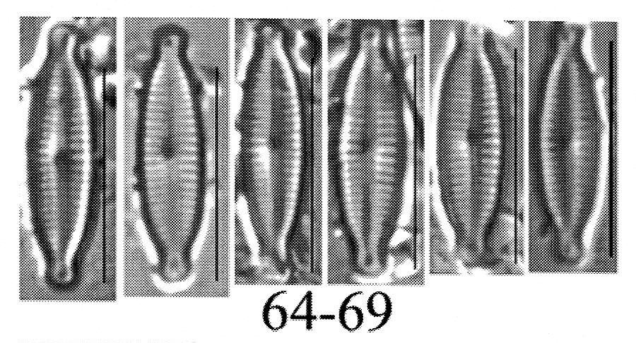 Encyonopsis lacusalpini orig illus