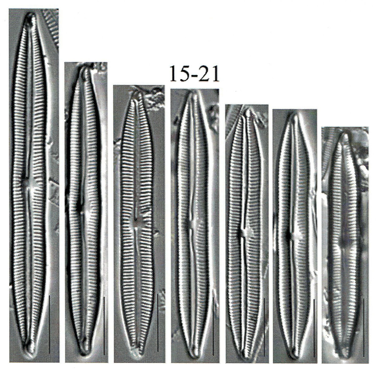 Encyonopsis lacuscaerulei orig illus