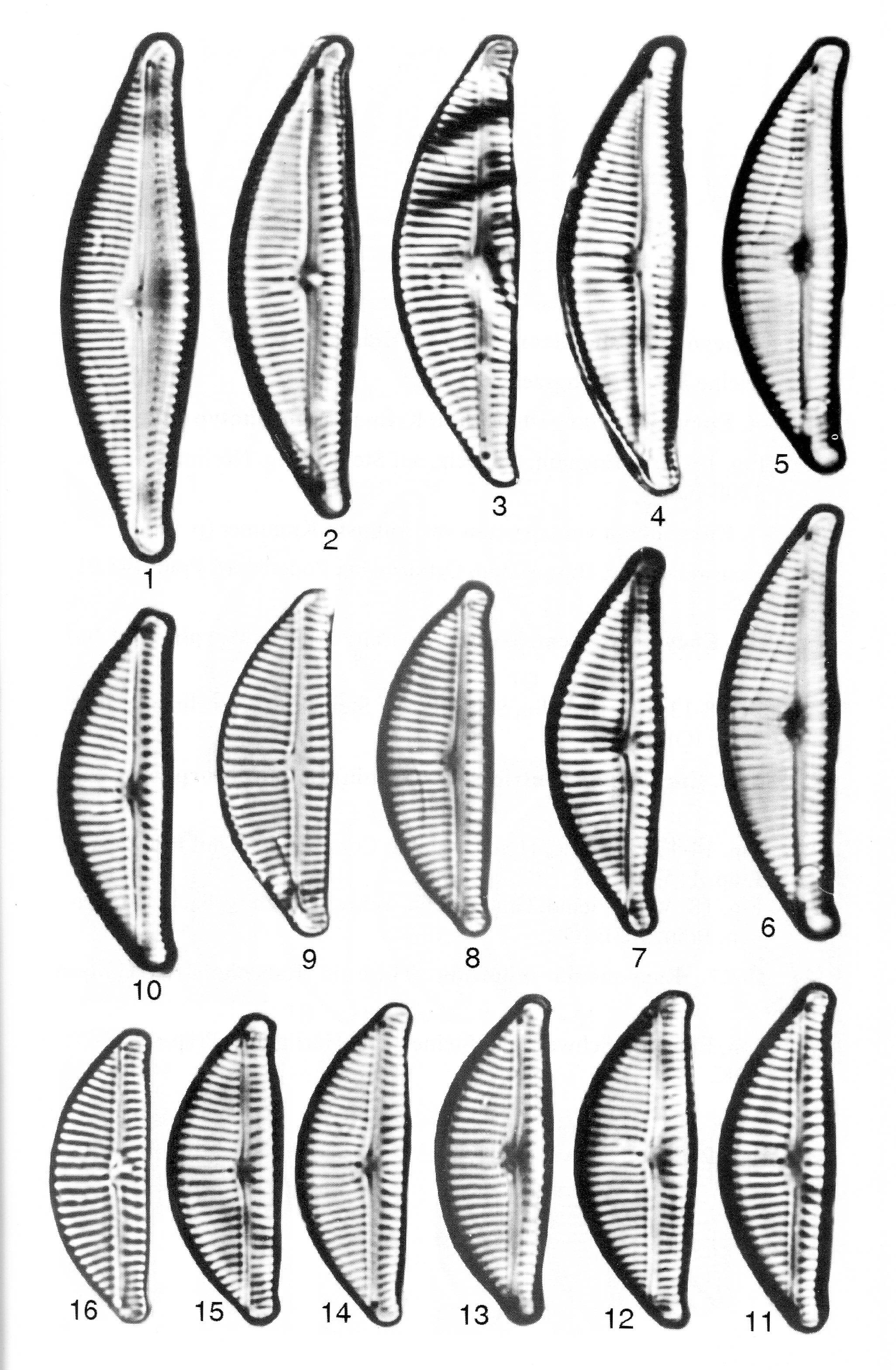 Encyonema lange-bertalotii orig illus