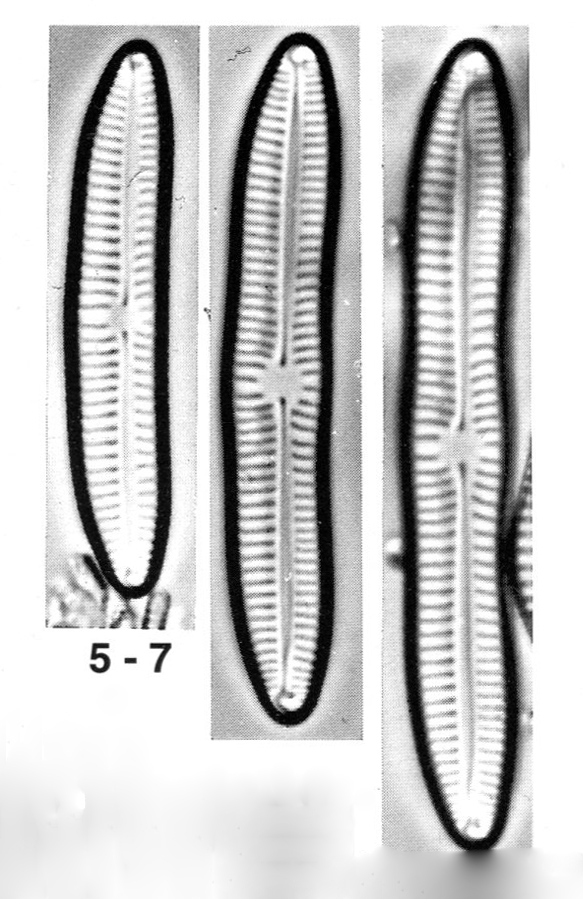 Encyonema sibericum orig illus