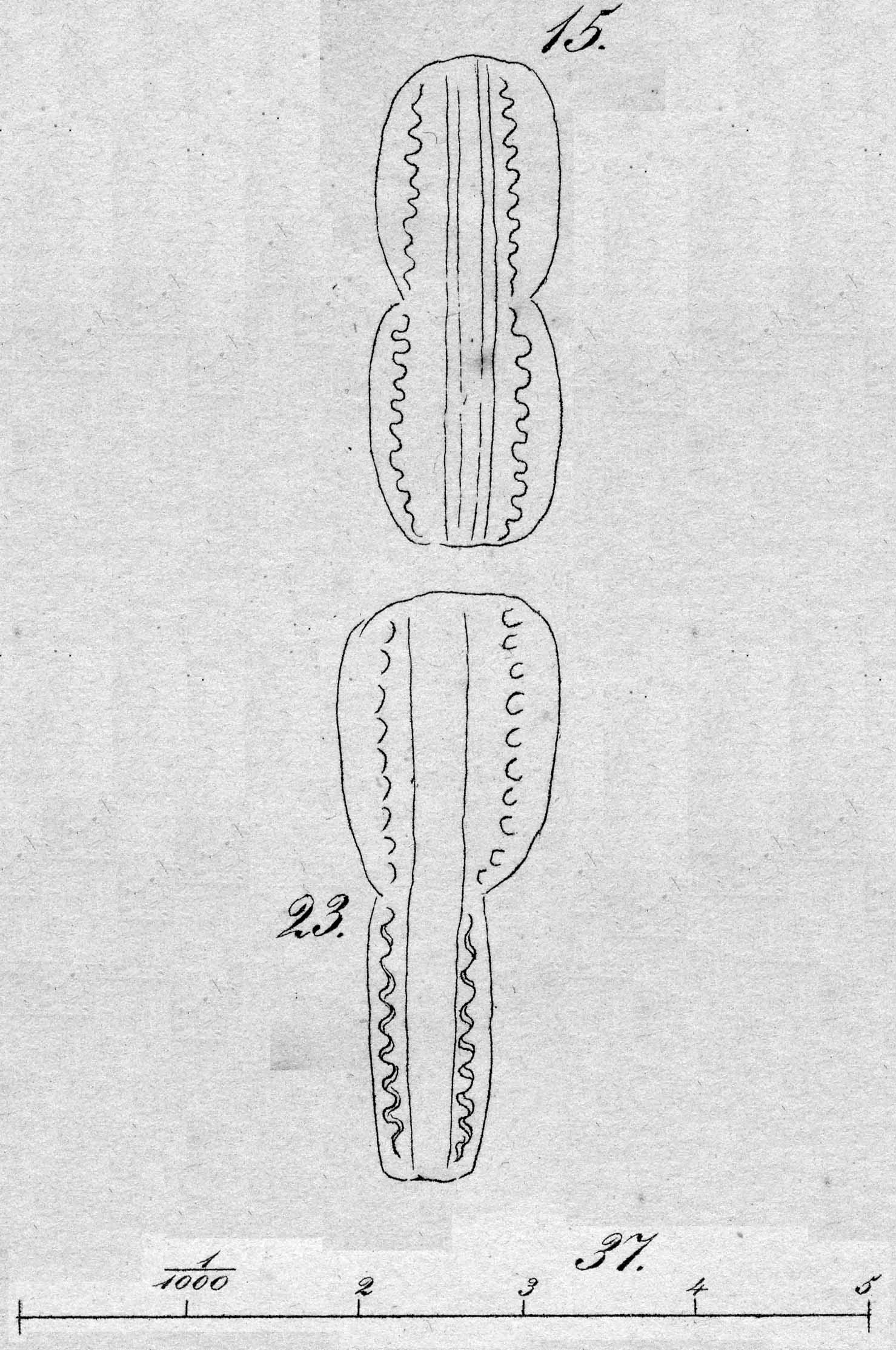 Entomoneis ornata orig illus