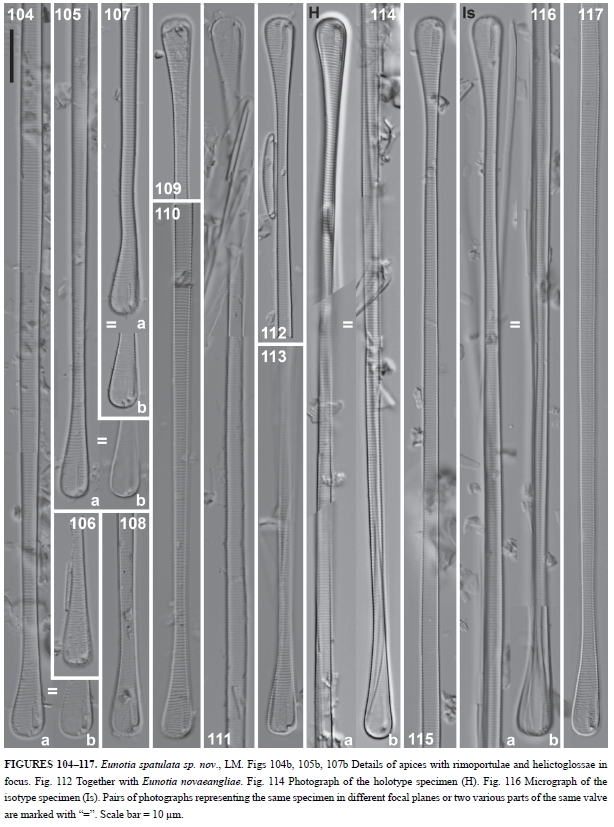 Eunotia spathulata orig illus