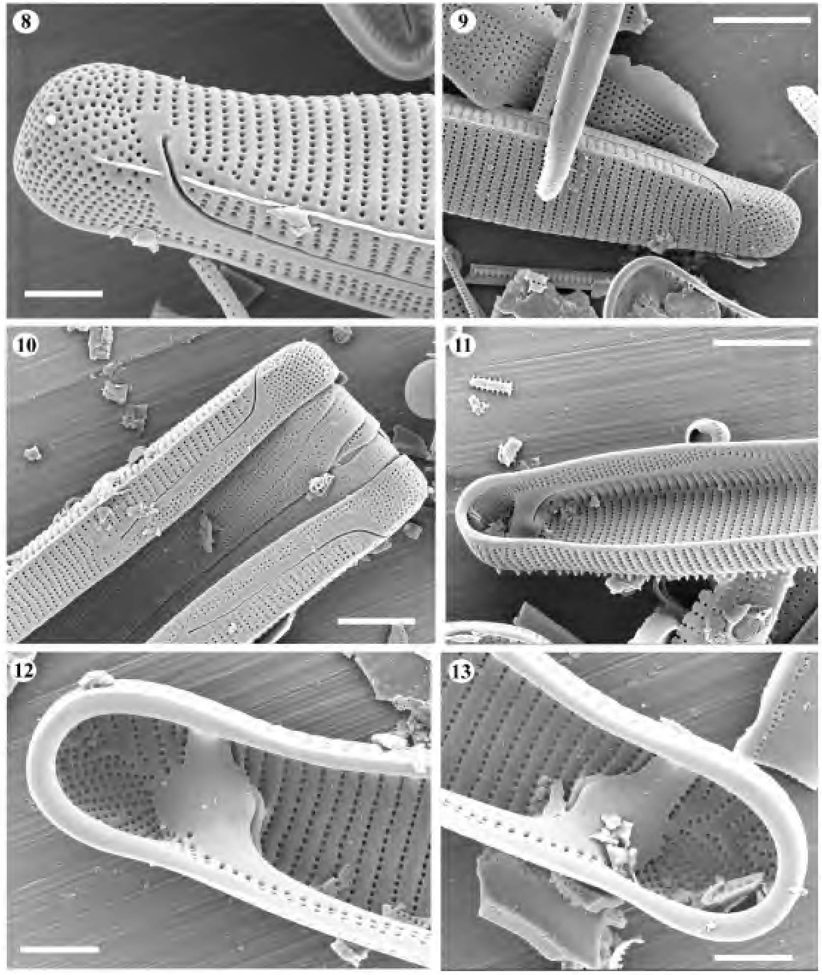 Eunotia Lewisii  Orig Ill2