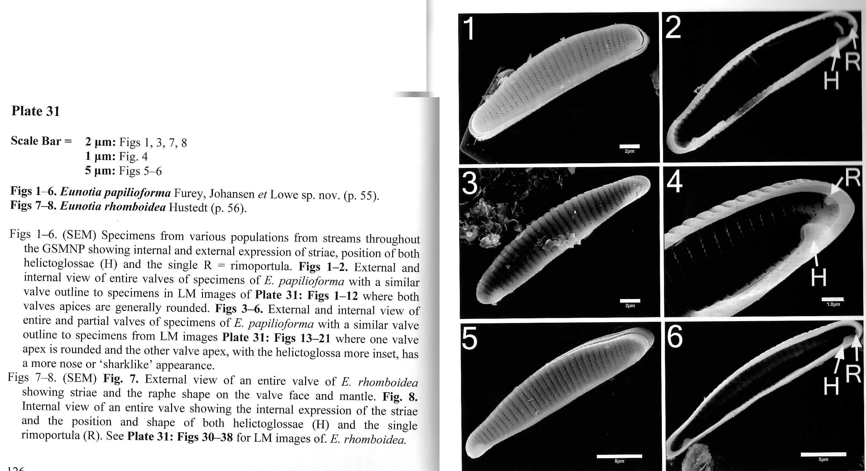 Eunotia papilioforma orig illus