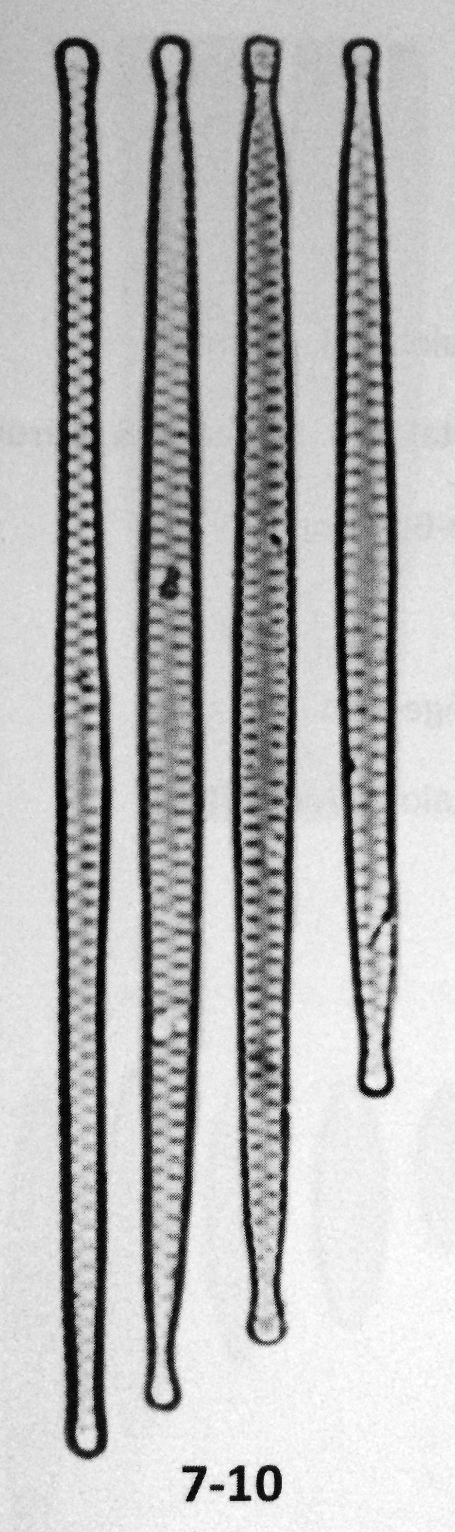 Fragilaria amphicephaloides orig illus