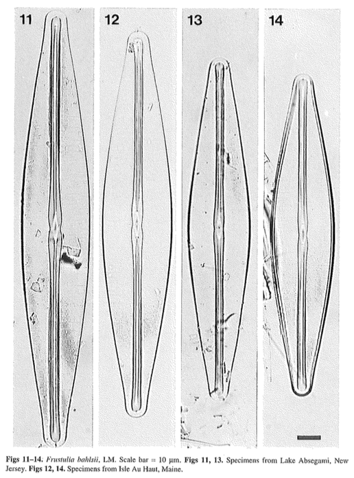 Frustulia bahlsii orig illus 3