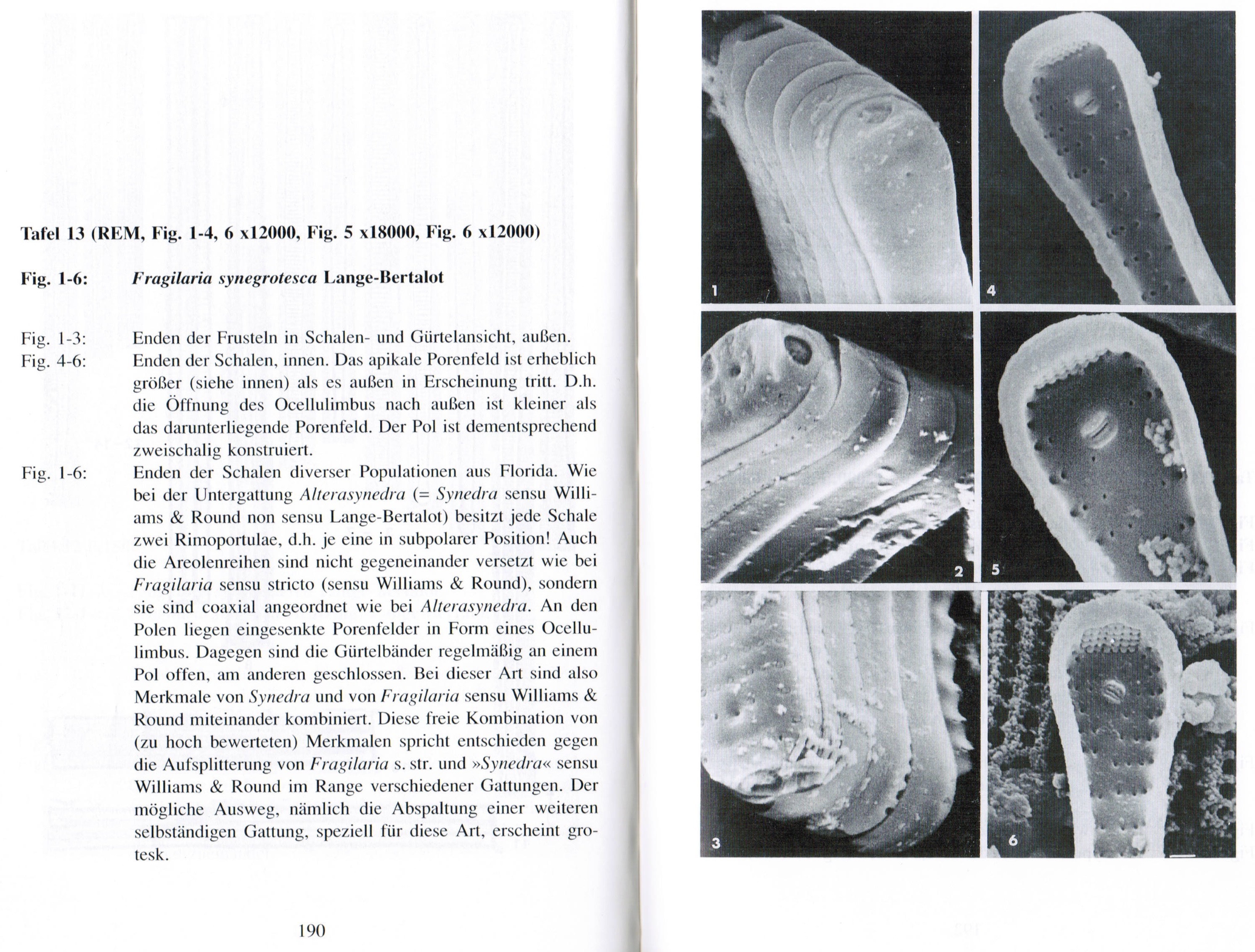 Fragilaria synegrotesca orig illus 4