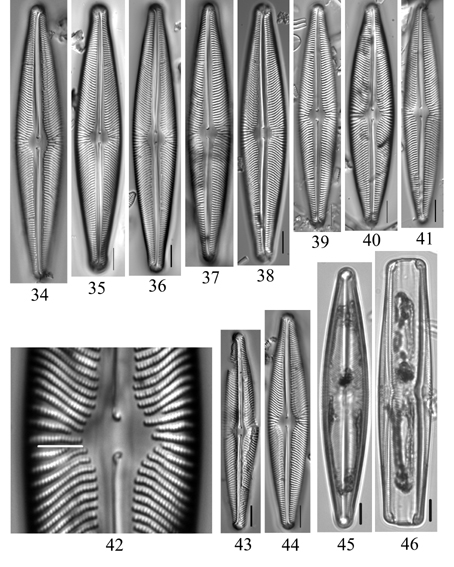 Figs34 46  Navicula Subwalkeri  Lm