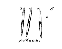 Fpellucida