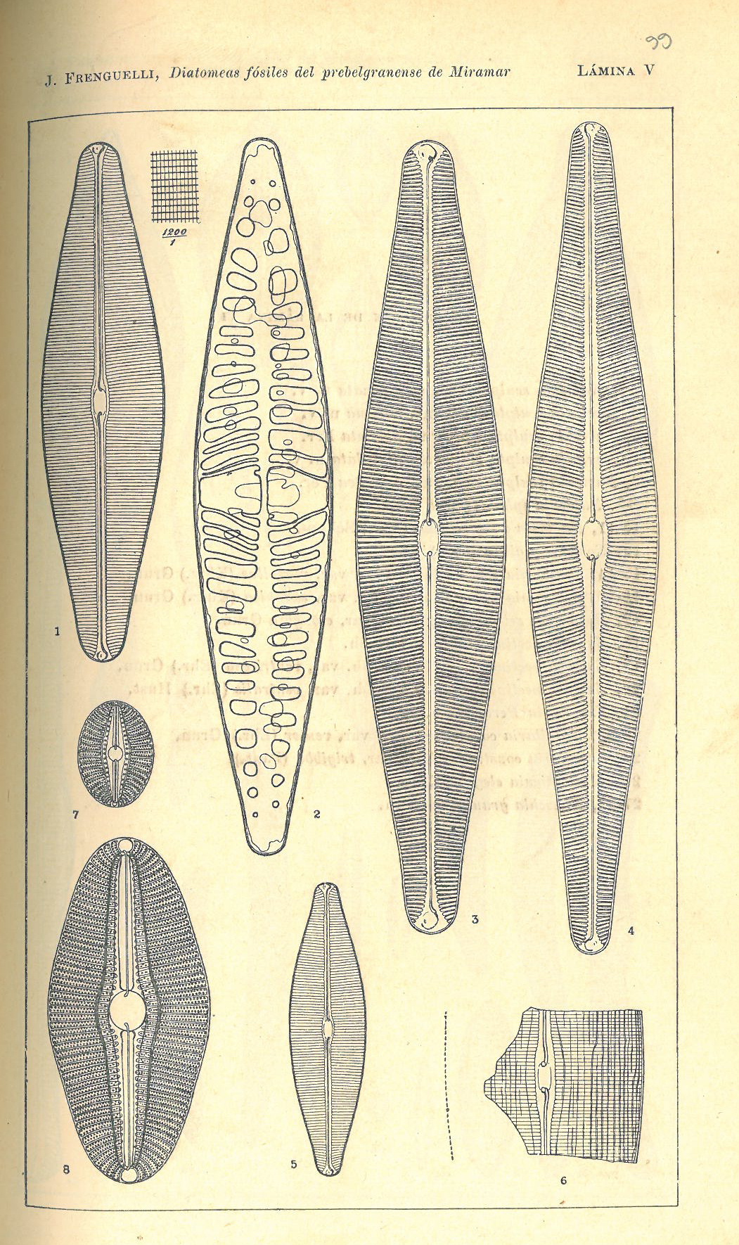 Navicula pampeana orig illus