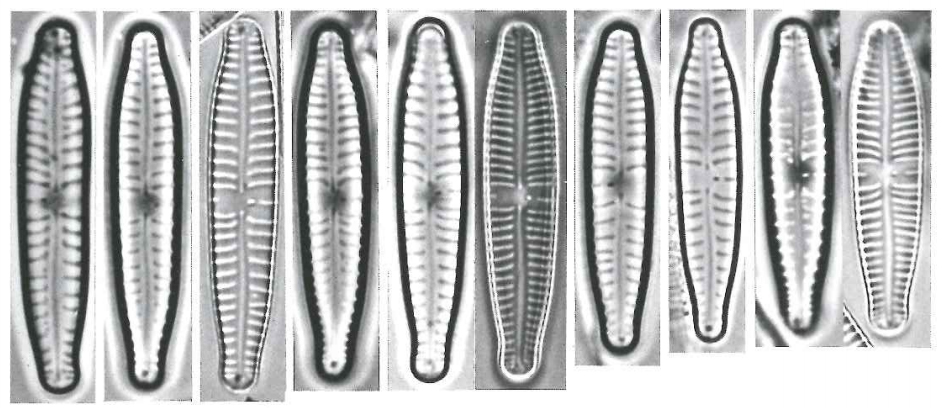 G Sarcophagus Lectotypes