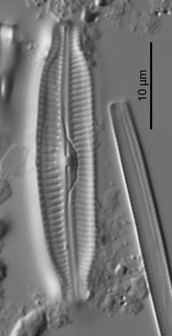 Cymbella fluminea HOLOTYPE