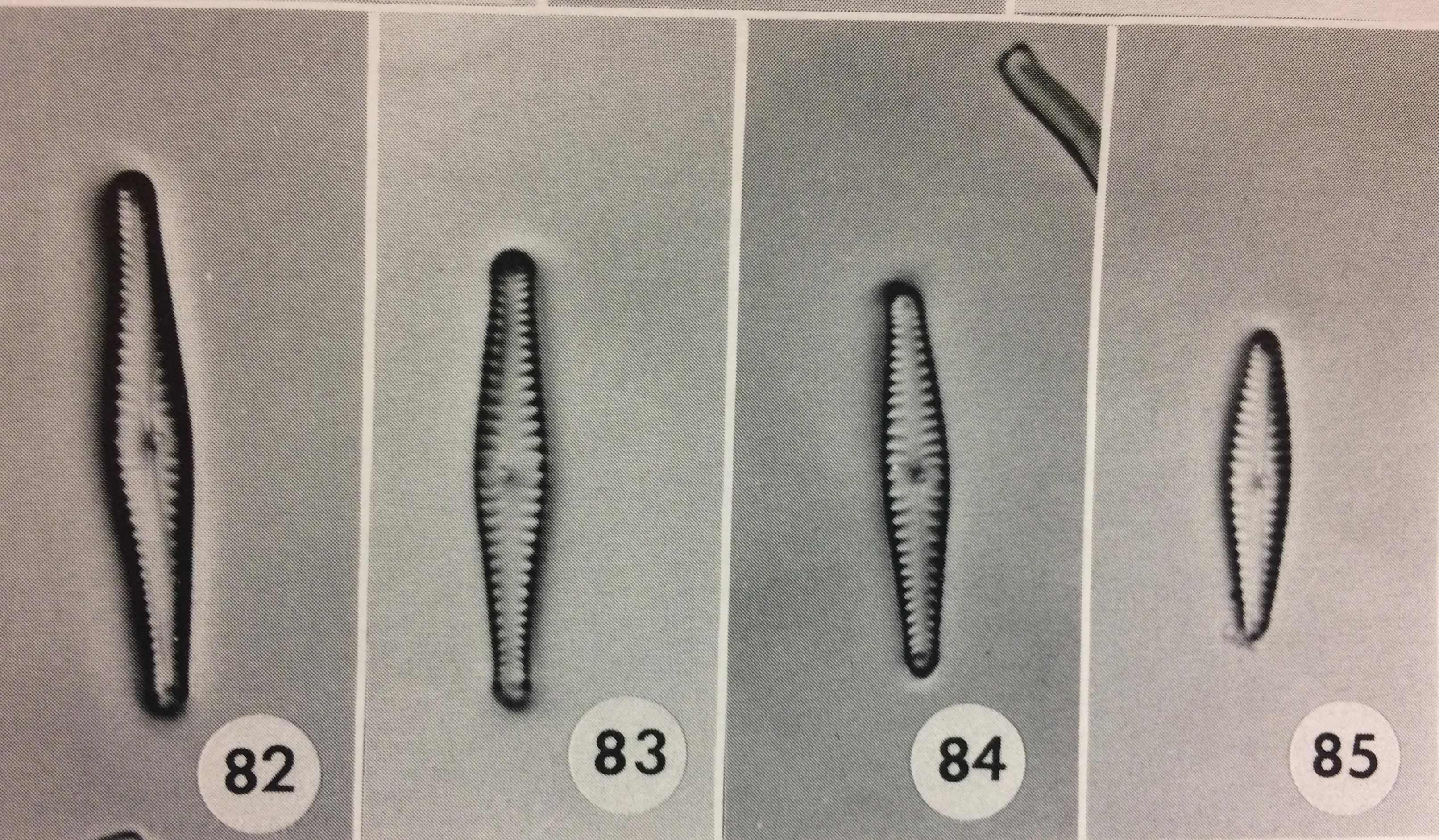 Gosiperiorense  Orimage