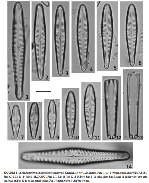 Gomphonema californicum orig illus