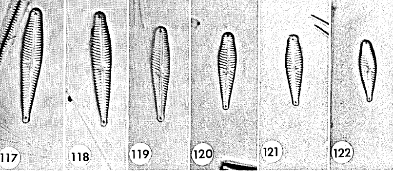 Gomphonema geitleri orig illus