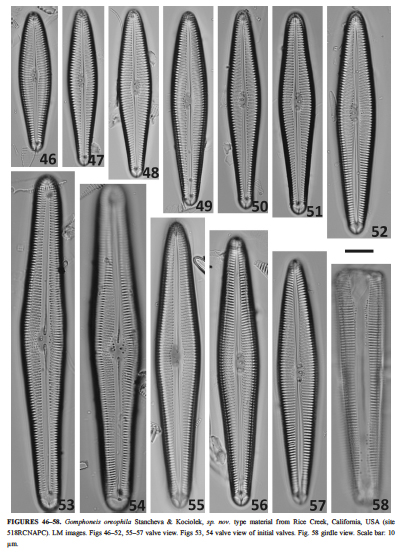Gomphoneis oreophila orig illus