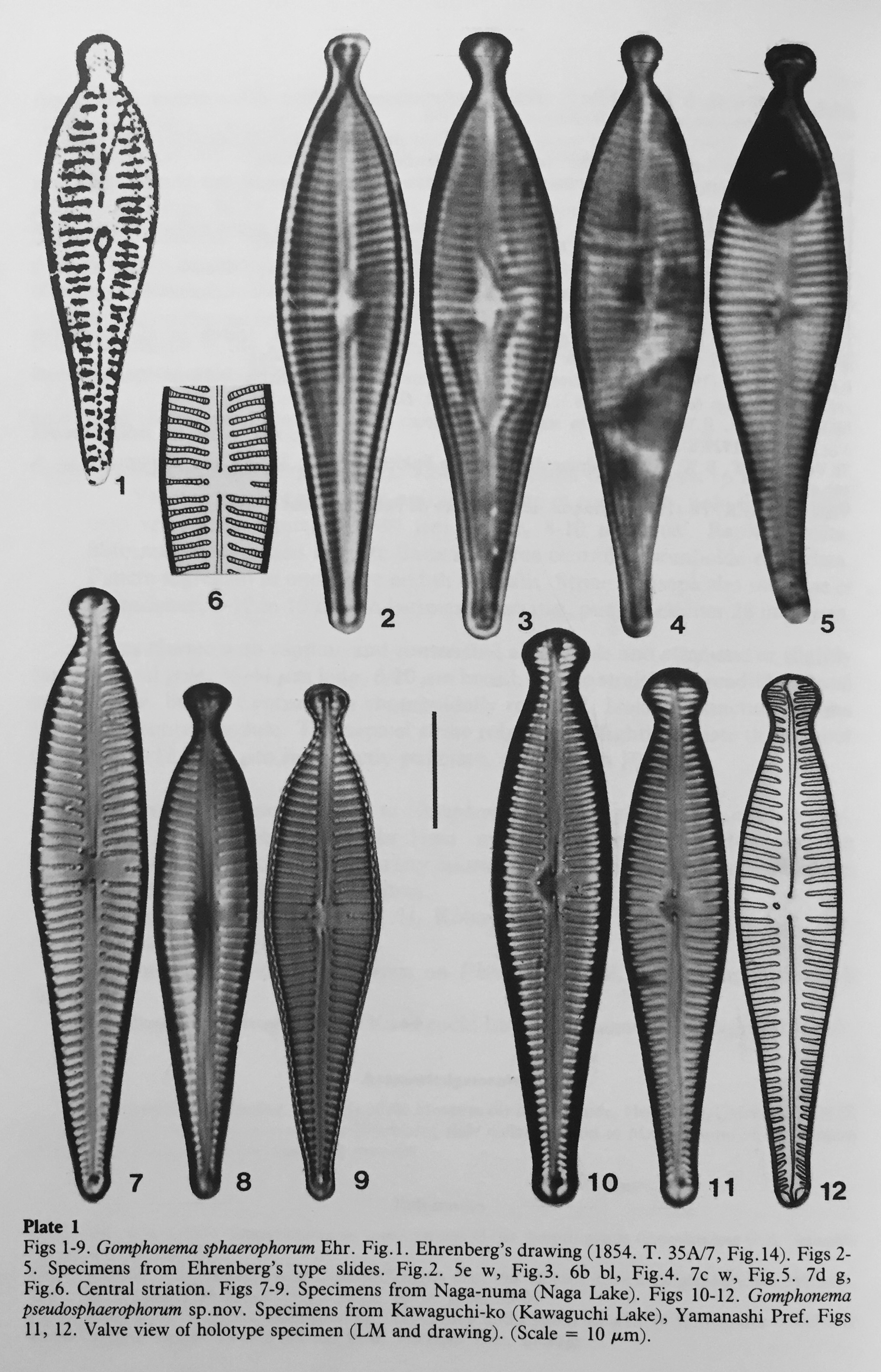 Gomphonema pseudosphaerophorum orig illus