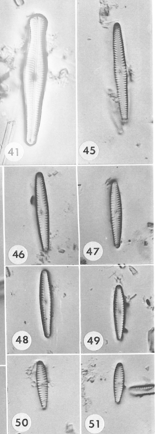 G Pygmaeum Origillus