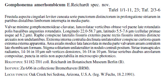 Gomph Amerhobicum  Orig Descr