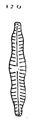 Gomphonema Distans Origimag001