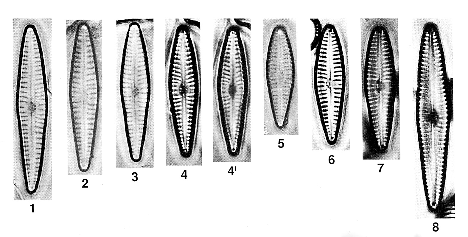 Gomphonema Duplipunctatum Origimag002