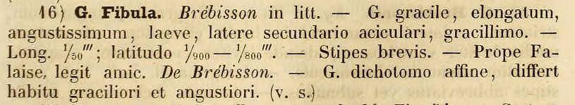 Gomphonema Fibula Orig Desc Species Algarum P65