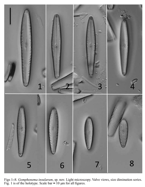 Gomphonema Insularum  Kociolek  Woodward  Graeff 2016 Plate  Lm