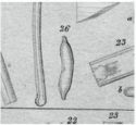 Hantzschia amphioxys orig illus