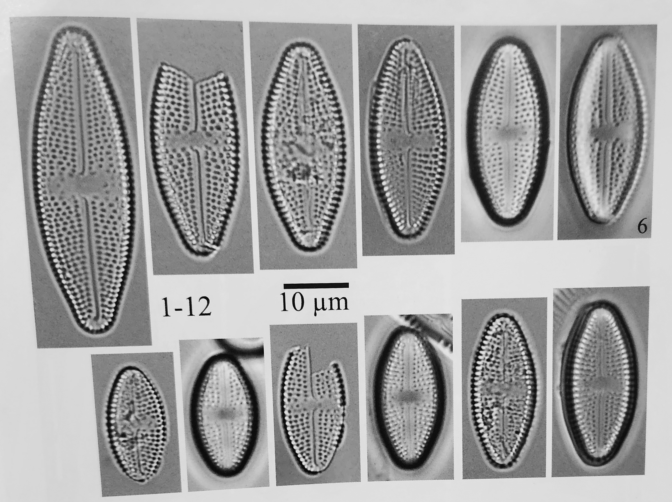 Luticola hamiltonii original LM