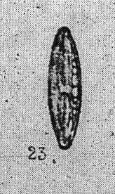 Maspumila Origimag