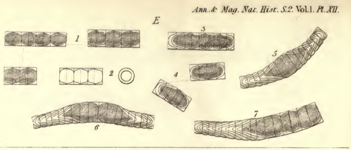 Melo Dickiei  Thwaites 1848 Image