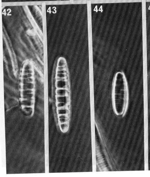 Merlineare Origimag1