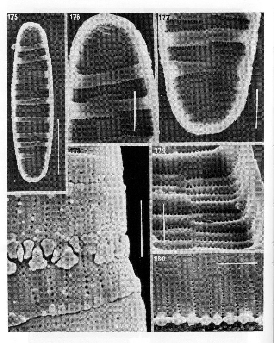 Merlineare Origimag2