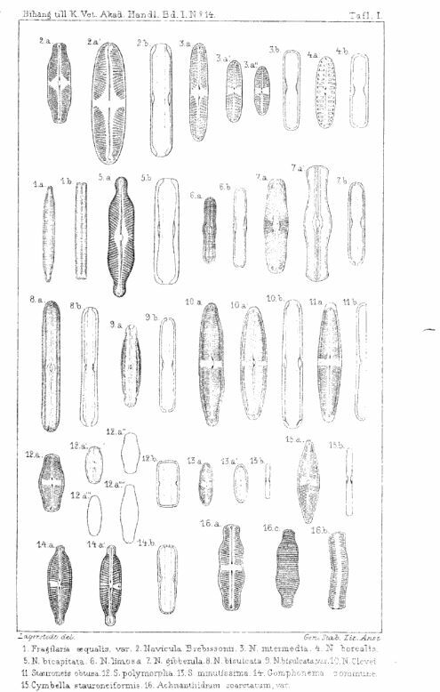 Neidium bisulcatum original image2