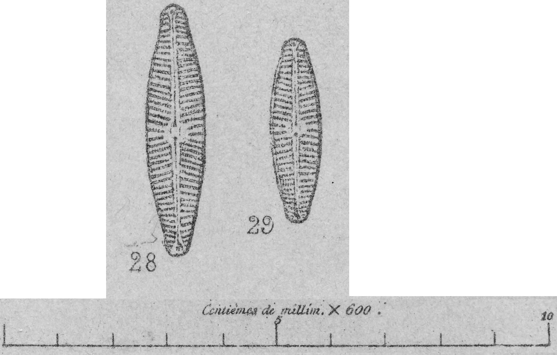 Naslesvicensis  Orig Ill