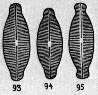 Navdetenta Origimag1