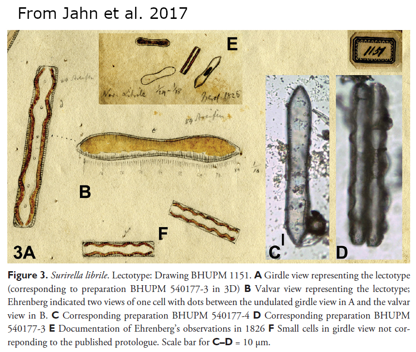 Navicula Librile Orig Ill Jahn2017