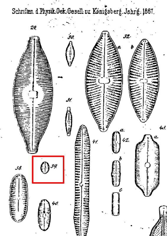 Navicula Puella Orig Illus