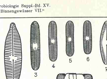 Navicula subbacillum orig illus