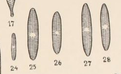 Navicula Suchlandtii2 Orig Illus