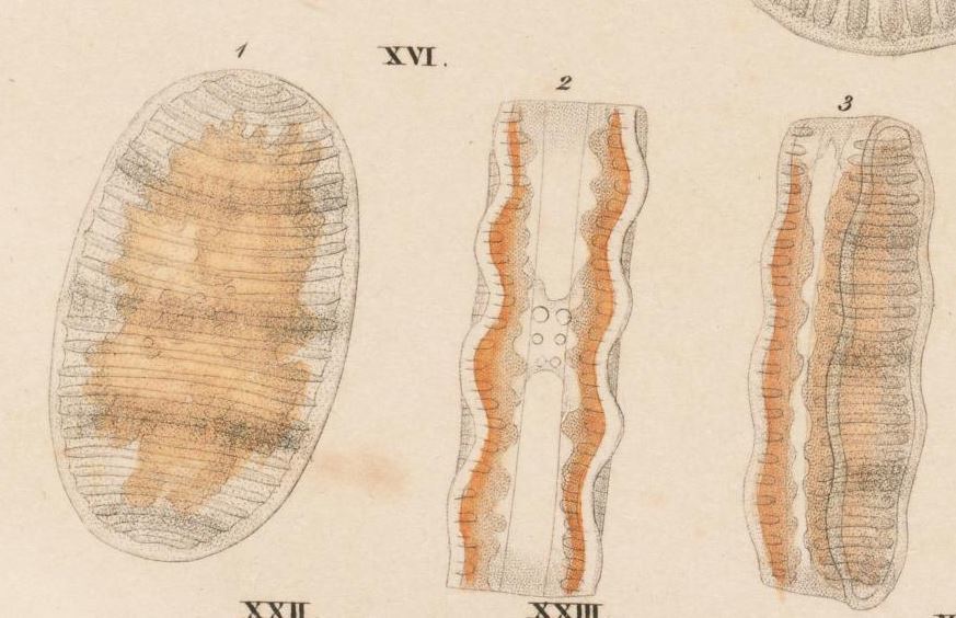 Navicula Undulata Ehrenb Orig Illus 2