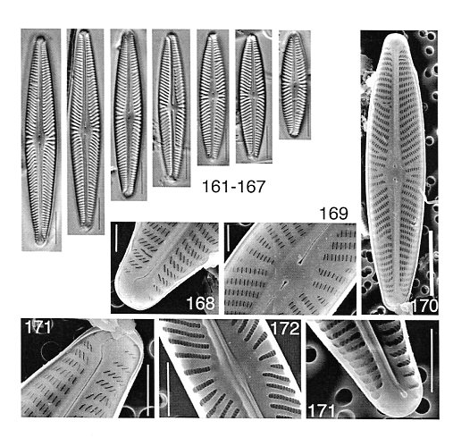 Navicula Harmoniae Origimag001