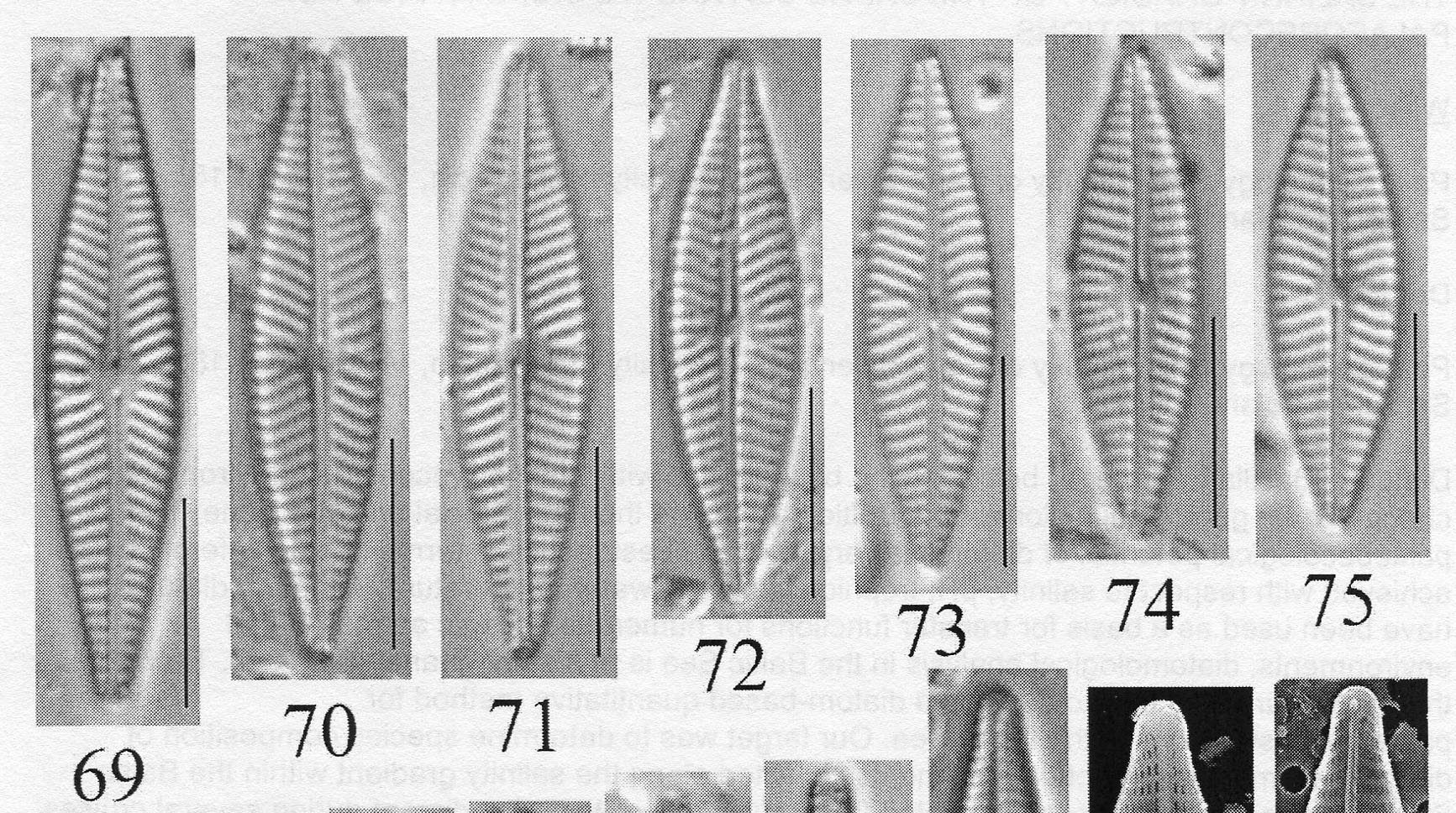 Naviculasupleeorum Origimag007