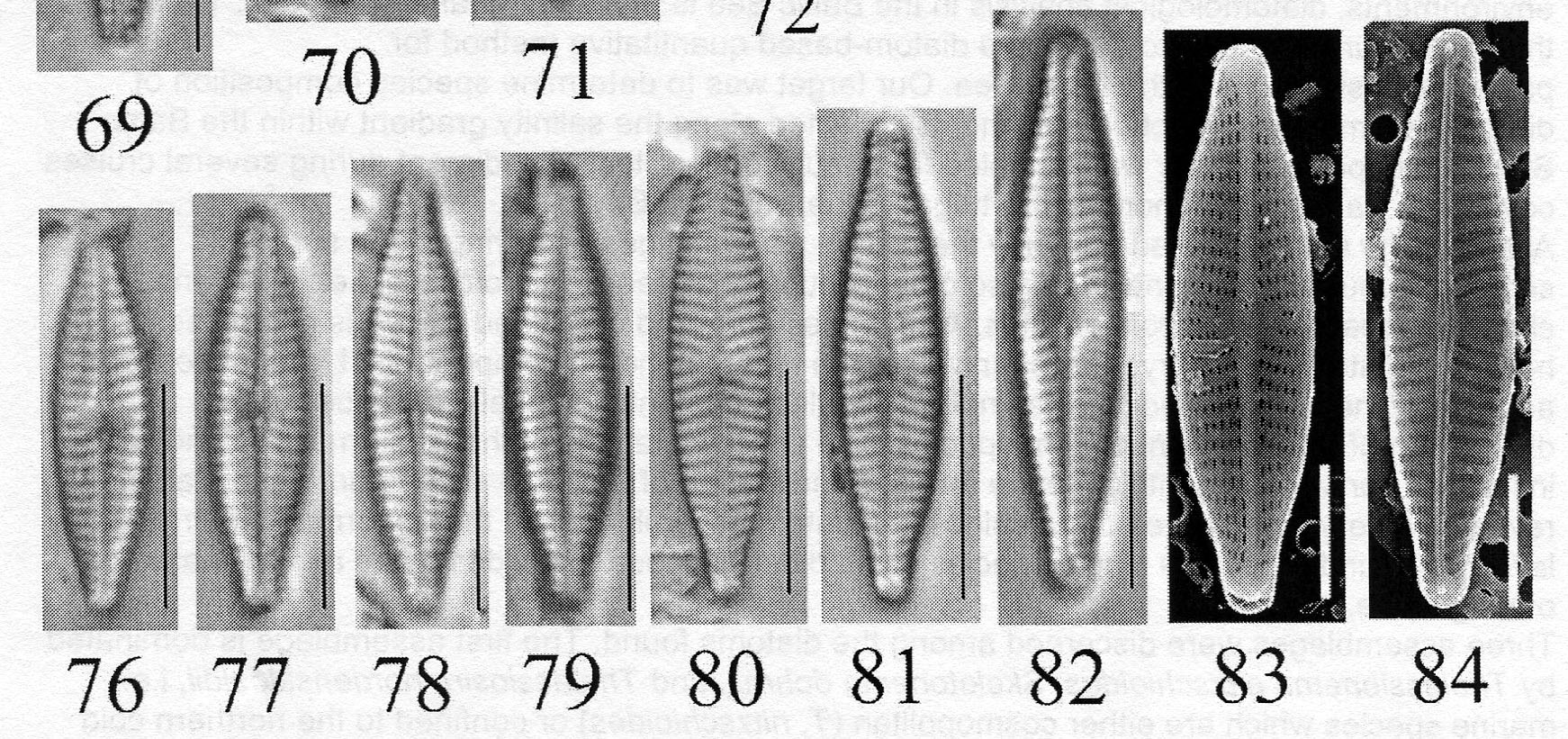 Naviculatrilatera Origimag006