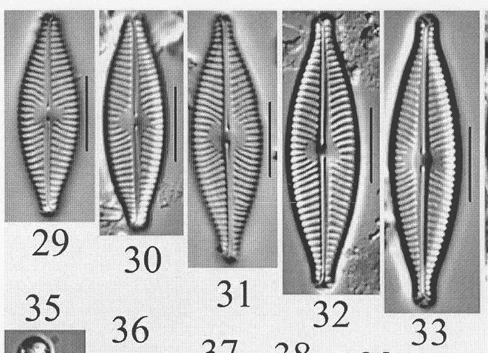 Ncaroliniae Origimag1