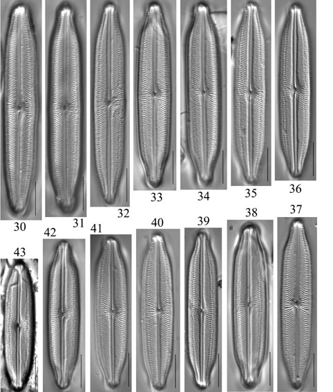 Neidiopsis  Bahls  Figures 30 43