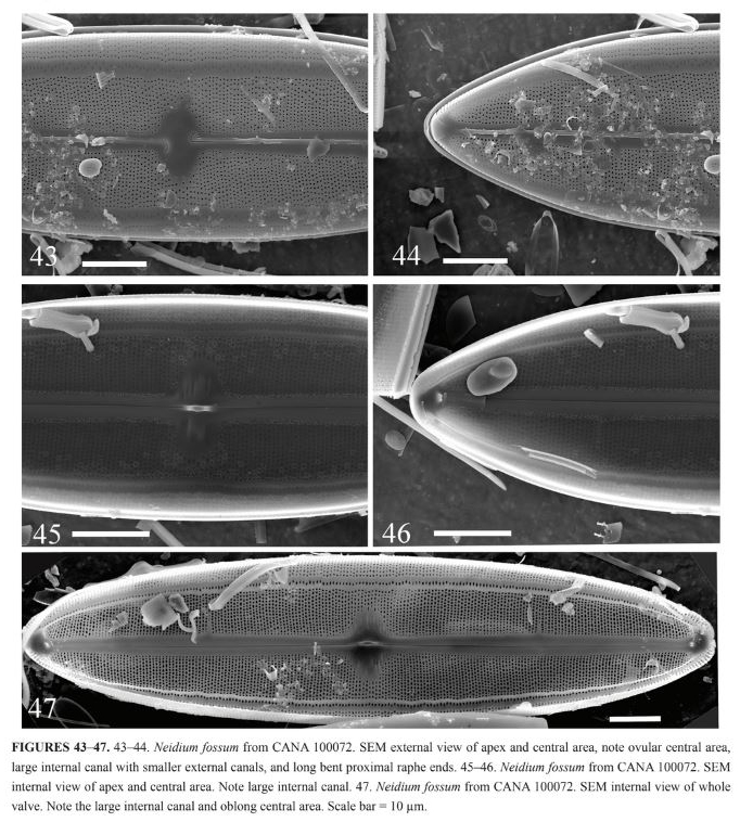 Neidium fossum original SEM