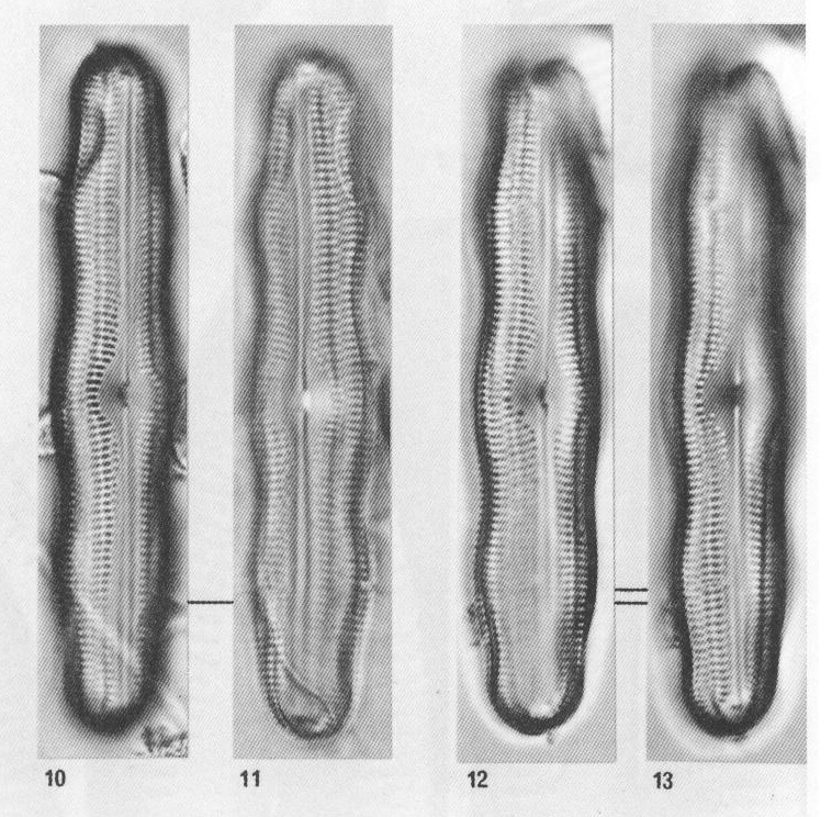 Nelevander Origimag2