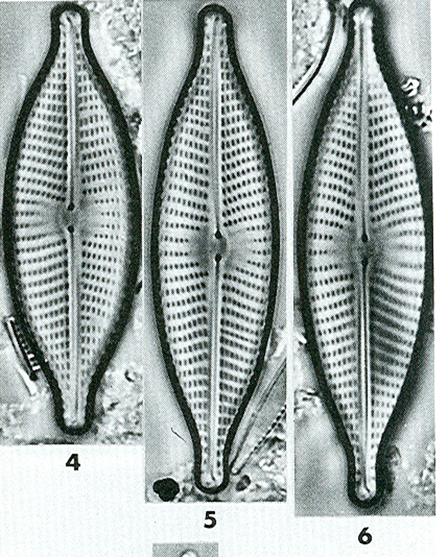 Nrhynchotella Origimage